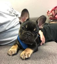 Attractive male and female French bulldog puppies Image eClassifieds4U