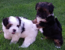 Beautiful Morkie puppies for sale Image eClassifieds4u 3