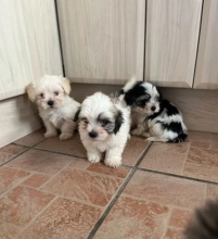 Beautiful Morkie puppies for sale Image eClassifieds4u 1