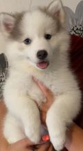 Beautiful Pomsky Puppies ready now Image eClassifieds4u 2