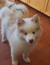 Beautiful Pomsky Puppies ready now Image eClassifieds4u 3