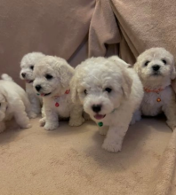 Bichon frise puppies available Image eClassifieds4u 2