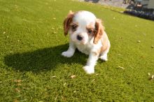 Cavalier King Charles puppies Image eClassifieds4u 3