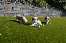 Cavalier King Charles puppies Image eClassifieds4u 2