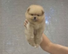 Champion line Pomeranian puppies Image eClassifieds4u 1