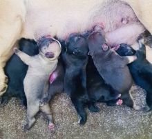 Gold standard French bulldog puppies Image eClassifieds4u 2