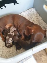 KC Registered mini smooth haired Dachshund puppies Image eClassifieds4u 2