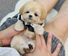 Maltipoo puppies available Image eClassifieds4u 3