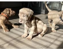 Mastiff puppies ready for loving homes. Image eClassifieds4u 3