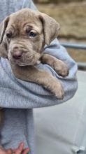 Mastiff puppies ready for loving homes. Image eClassifieds4u 2