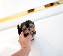 Mini Yorkshire Terrier Image eClassifieds4u 1