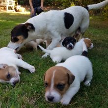 Pure Pedigree Tri Colored Jack Russell Puppies Image eClassifieds4u 2