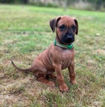 Rhodesian Ridgeback puppies available !! Image eClassifieds4u 3