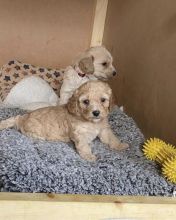 Stunning Cavapoochon Puppies Image eClassifieds4u 3