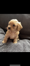 Stunning Cavapoochon Puppies Image eClassifieds4u 2