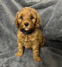 Stunning healthy Cavapoo puppies Image eClassifieds4u 1
