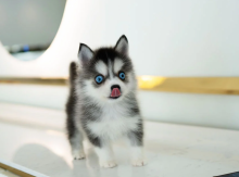 Stunning litter of 8 Pomsky puppies. Image eClassifieds4u 2
