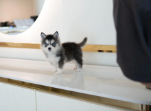 Stunning litter of 8 Pomsky puppies. Image eClassifieds4u 1