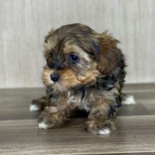 Stunning Yorkiepoo puppies Image eClassifieds4u 3