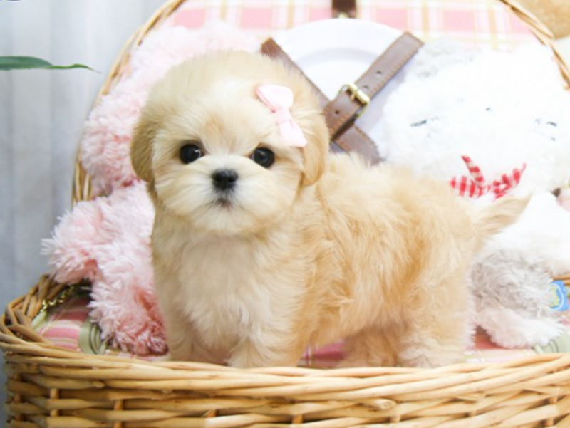 Maltipoo puppies available Image eClassifieds4u