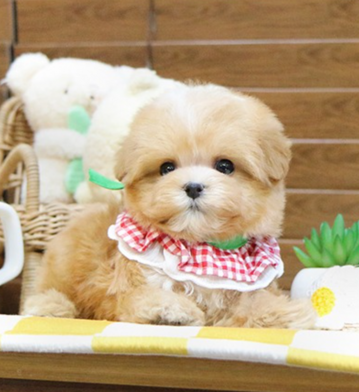 Maltipoo puppies available Image eClassifieds4u