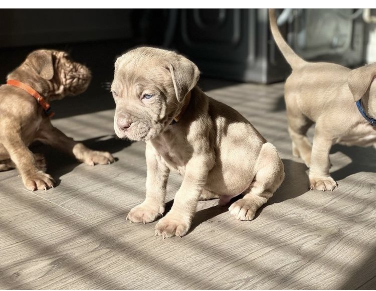Mastiff puppies ready for loving homes. Image eClassifieds4u