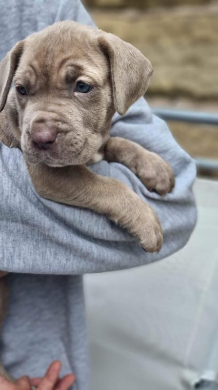 Mastiff puppies ready for loving homes. Image eClassifieds4u