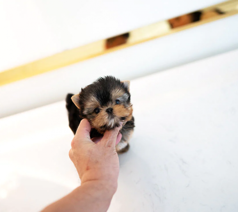 Mini Yorkshire Terrier Image eClassifieds4u