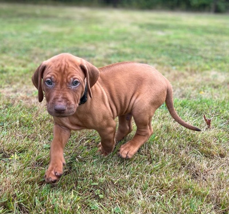Rhodesian Ridgeback puppies available !! Image eClassifieds4u