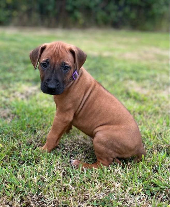 Rhodesian Ridgeback puppies available !! Image eClassifieds4u