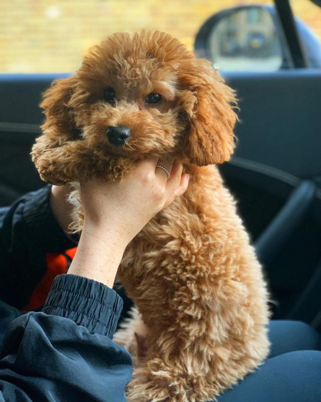 Strong and healthy Cavapoo puppies for free adoption Image eClassifieds4u