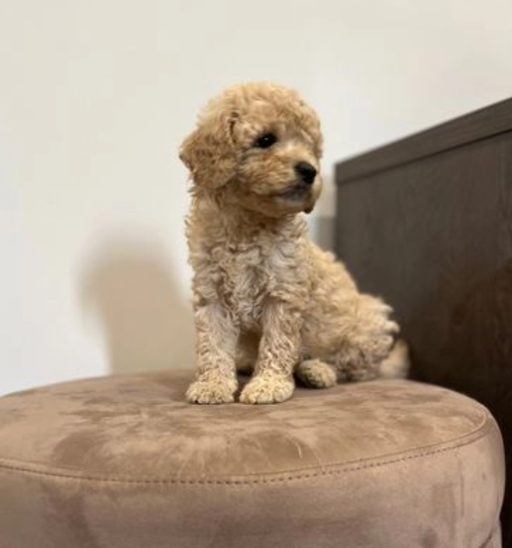 Stunning healthy Cavapoo puppies Image eClassifieds4u