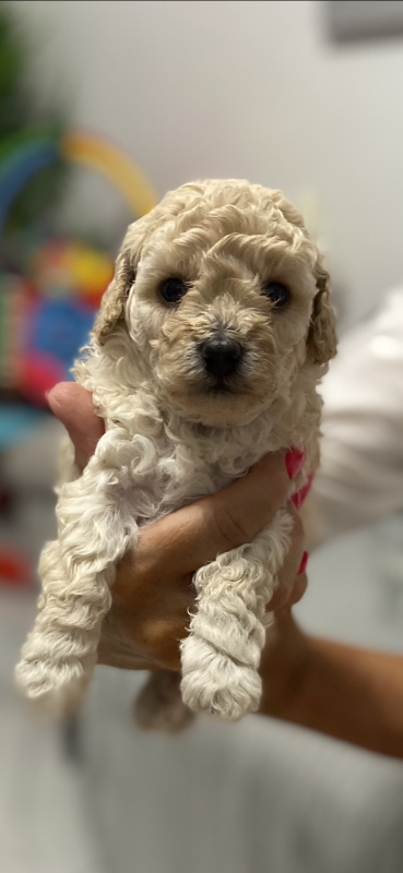 Stunning Toy Poodle puppies Image eClassifieds4u