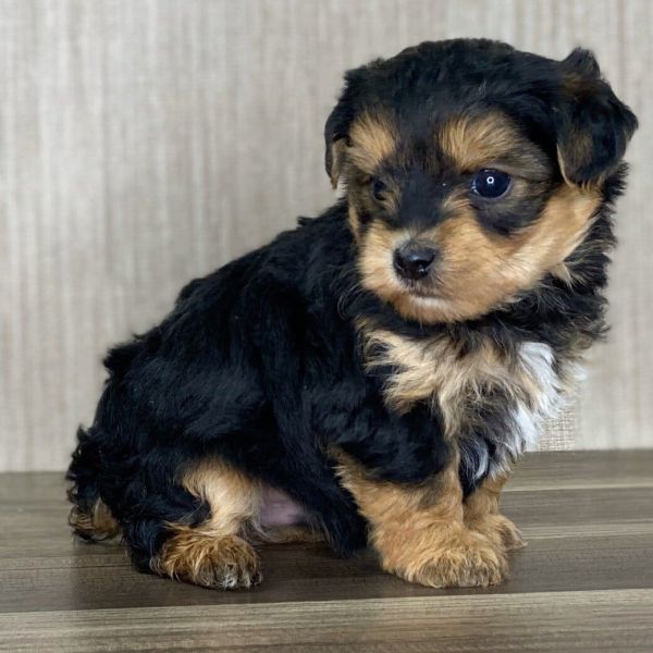 Stunning Yorkiepoo puppies Image eClassifieds4u