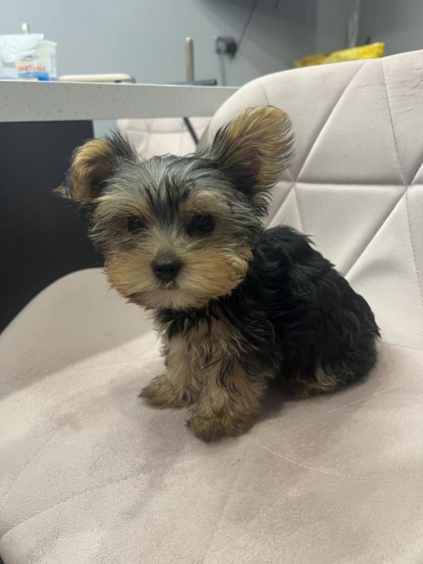 Yorkshire terrier puppies.. READY NOW! Image eClassifieds4u