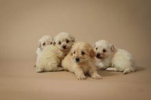 Amazing F1 Maltipoo Puppies