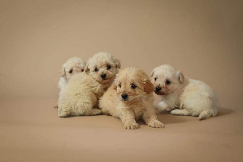 Amazing F1 Maltipoo Puppies Image eClassifieds4u