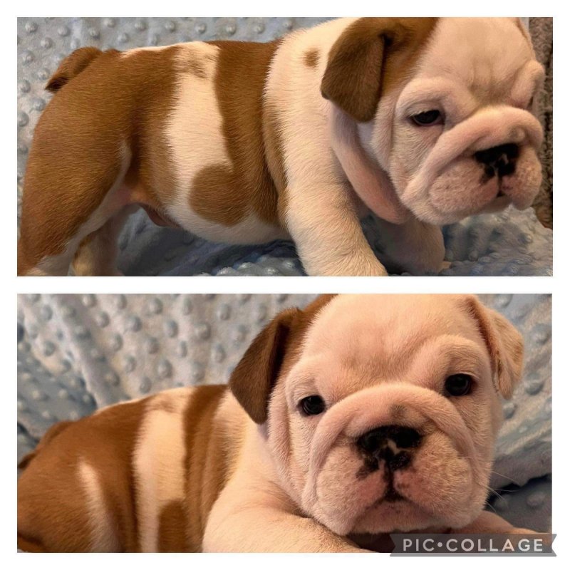 Beautiful pure breed English Bulldog Puppies Image eClassifieds4u