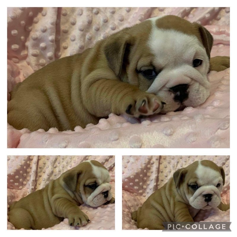 Beautiful pure breed English Bulldog Puppies Image eClassifieds4u