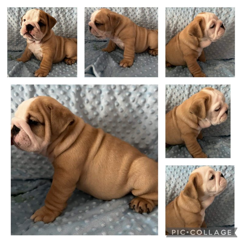 Beautiful pure breed English Bulldog Puppies Image eClassifieds4u