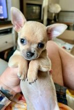 Gorgeous Chihuahua puppies Image eClassifieds4u 2