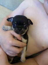 Gorgeous Chihuahua puppies Image eClassifieds4u 1