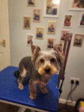 Yorkshire Terrier Puppies Image eClassifieds4u 4