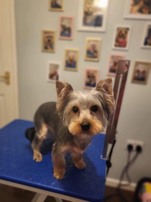 Yorkshire Terrier Puppies Image eClassifieds4u