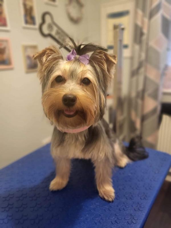 Yorkshire Terrier Puppies Image eClassifieds4u