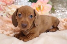 Beautiful dachshund puppies...