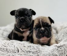 Beautiful French bulldog puppies for adoption..!!!