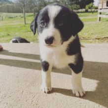 Border Collie puppy ready for new home now