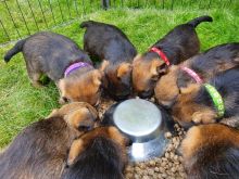 Border Terrier Puppies ready for 5 star homes
