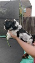 Cute Shih Tzu puppies looking for new homes
